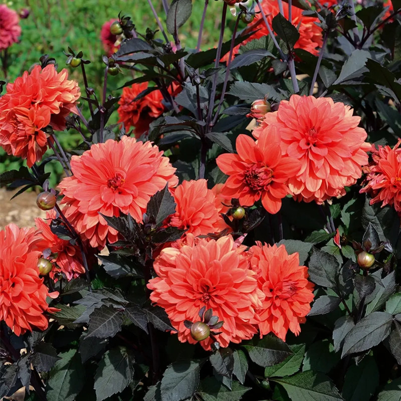 Dahlia décoratif nain 'Terra Botanica' | Achat producteur