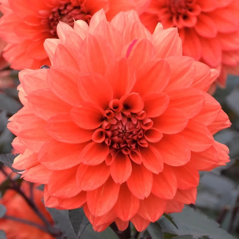 Dahlia décoratif nain 'Terra Botanica' | Achat producteur