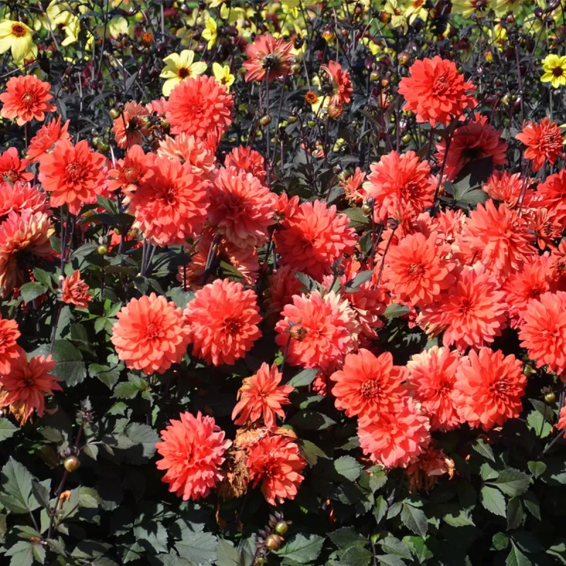 Dahlia décoratif nain 'Terra Botanica' | Achat producteur