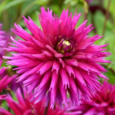 Dahlia Cactus Ambition - Dahlia | Achat direct au producteur