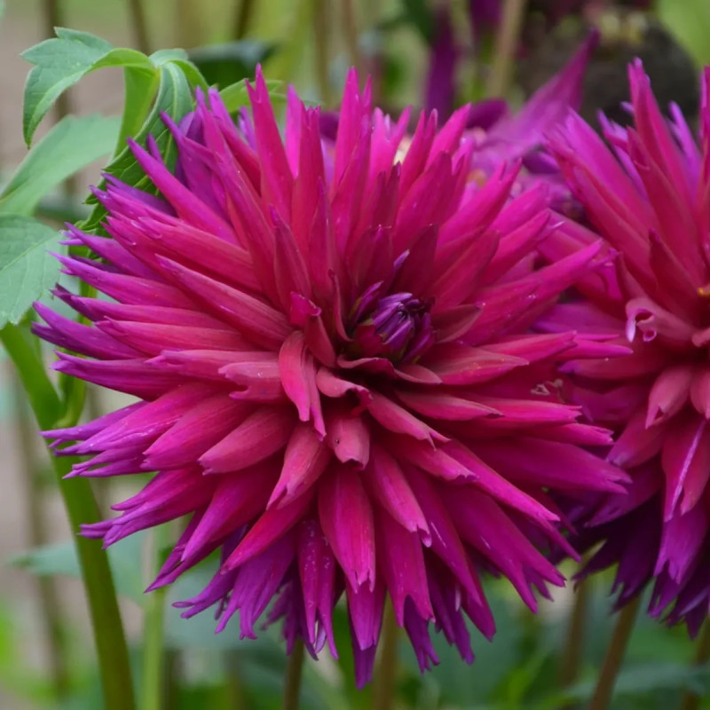 Dahlia Cactus Ambition - Dahlia | Achat direct au producteur