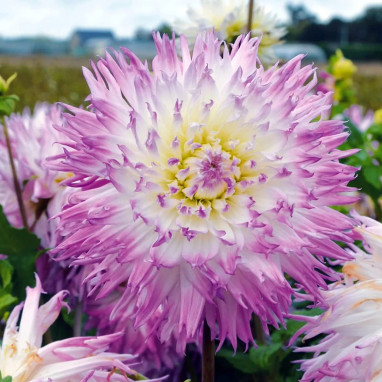 Dahlia Dentelle Atalante | Achat direct au producteur