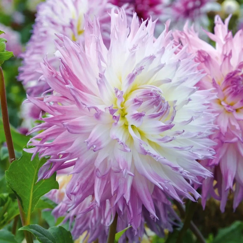 Dahlia Dentelle Atalante | Achat direct au producteur