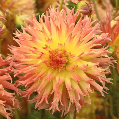 Dahlia dentelle Éclair - Dahlia | Achat direct au producteur