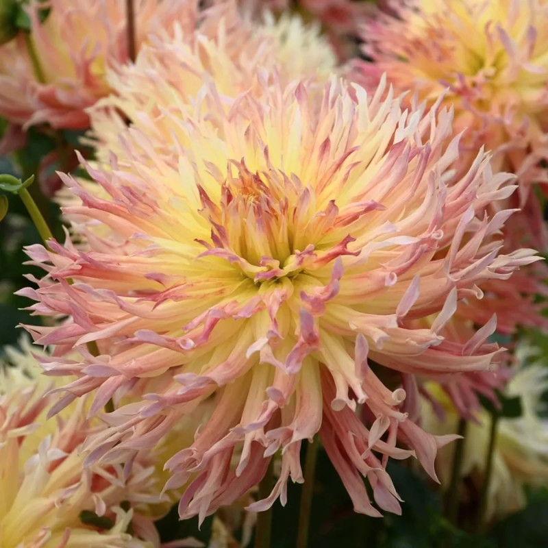 Dahlia dentelle Éclair - Dahlia | Achat direct au producteur