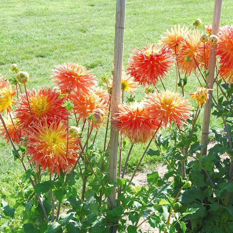 Dahlia dentelle Éclair - Dahlia | Achat direct au producteur