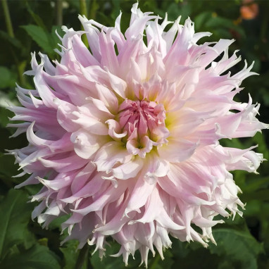 Dahlia Dentelle 'Idylle' - Dahlia | Achat direct au producteur