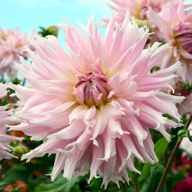 Dahlia Dentelle 'Idylle' - Dahlia | Achat direct au producteur