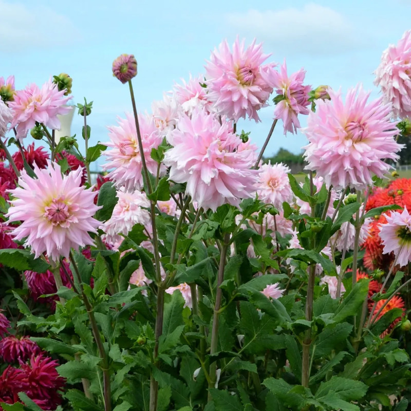 Dahlia Dentelle 'Idylle' - Dahlia | Achat direct au producteur