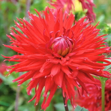 Dahlia dentelle New York - Dahlia | Achat direct au producteur