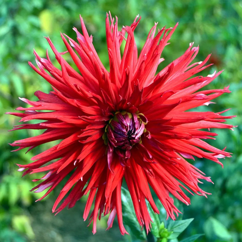 Dahlia dentelle New York - Dahlia | Achat direct au producteur
