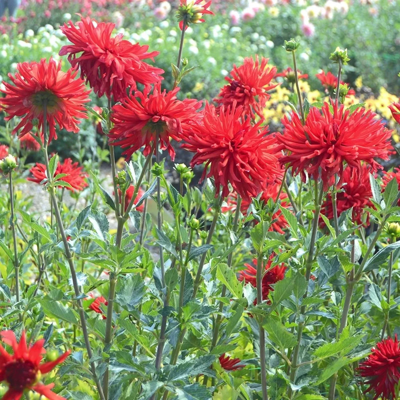 Dahlia dentelle New York - Dahlia | Achat direct au producteur