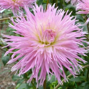Dahlia dentelle 'Eurydice' - Dahlia | Achat direct au producteur