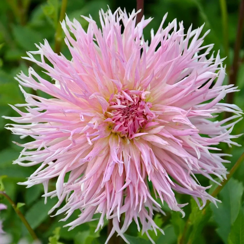Dahlia dentelle 'Eurydice' - Dahlia | Achat direct au producteur