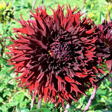 Dahlia Dentelle 'Kenora Mackob' - Dahlia | Achat direct au producteur