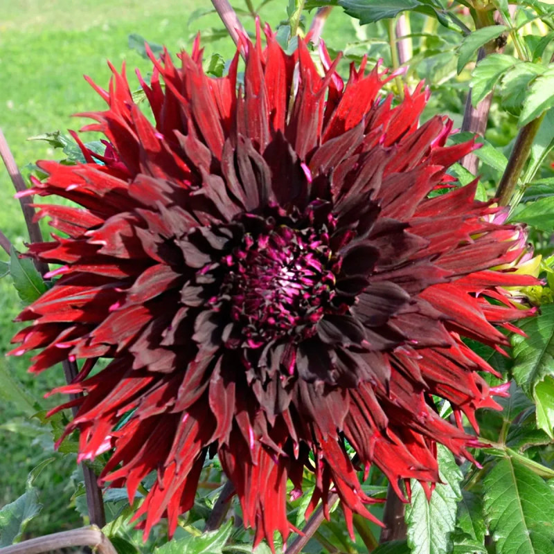 Dahlia Dentelle 'Kenora Mackob' - Dahlia | Achat direct au producteur