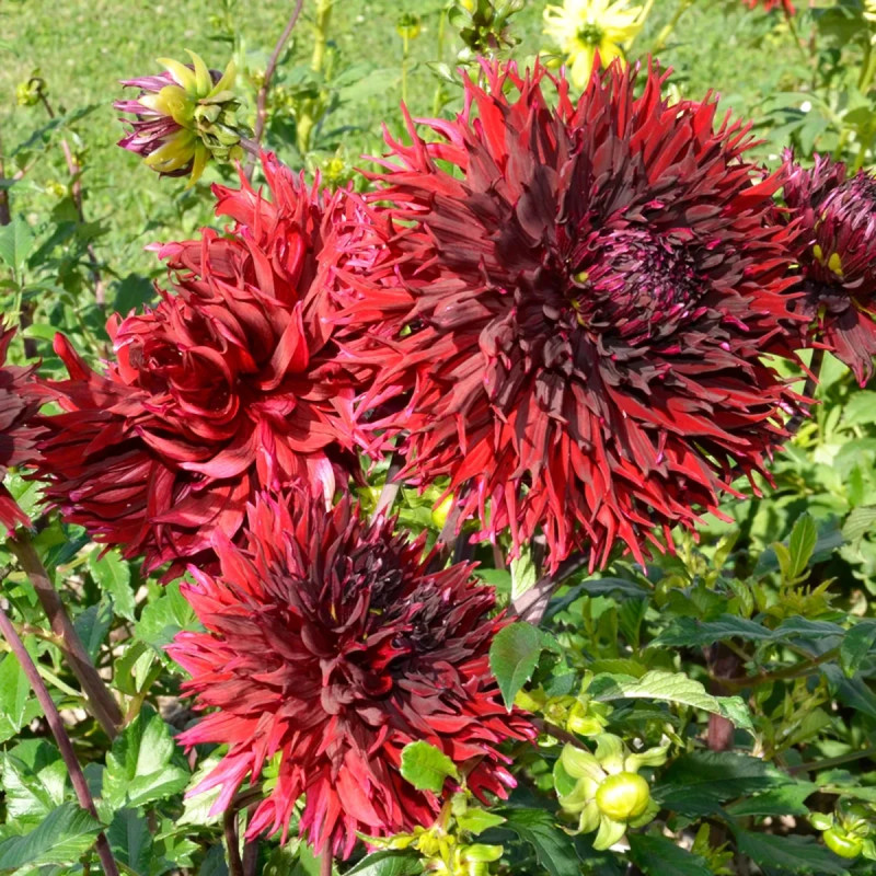 Dahlia Dentelle 'Kenora Mackob' - Dahlia | Achat direct au producteur