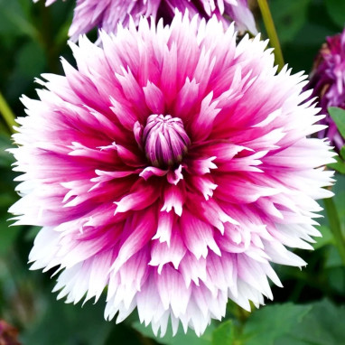 Dahlia Dentelle 'Nabuko' - Dahlia | Achat direct au producteur