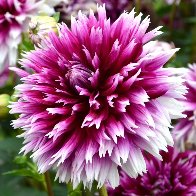 Dahlia Dentelle 'Nabuko' - Dahlia | Achat direct au producteur