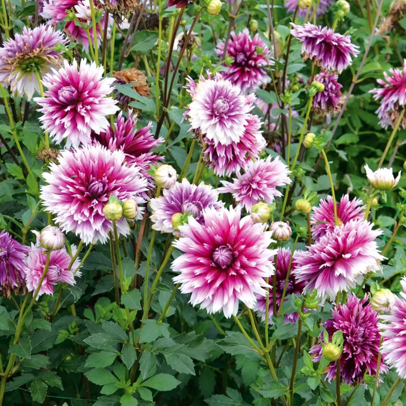 Dahlia Dentelle 'Nabuko' - Dahlia | Achat direct au producteur