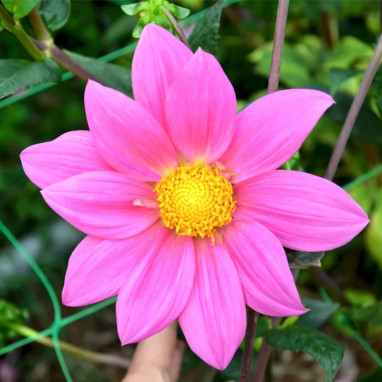 Dahlia géant 'Erebus' - Dahlia | Achat direct au producteur