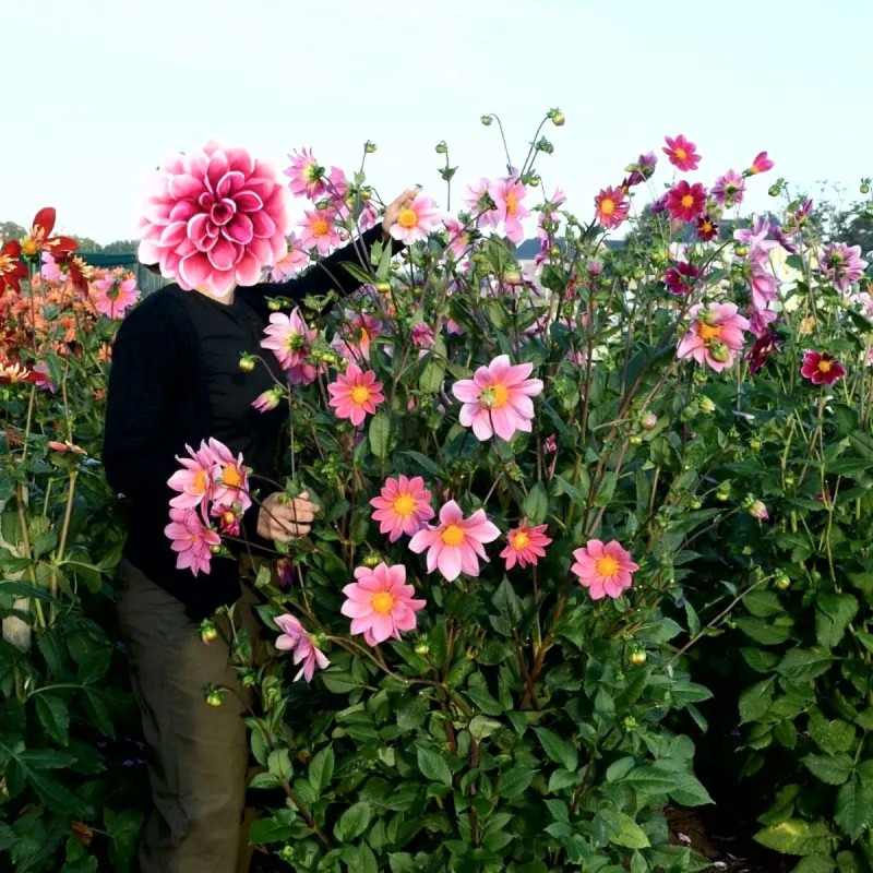 Dahlia géant 'Erebus' - Dahlia | Achat direct au producteur