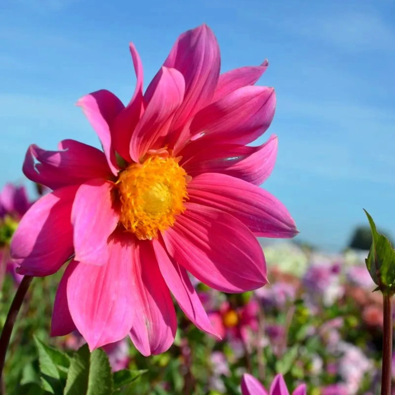 Dahlia géant 'Erebus' - Dahlia | Achat direct au producteur