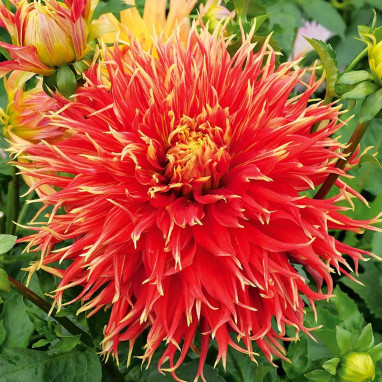 Dahlia dentelle Show 'N' Tell | Achat direct au producteur