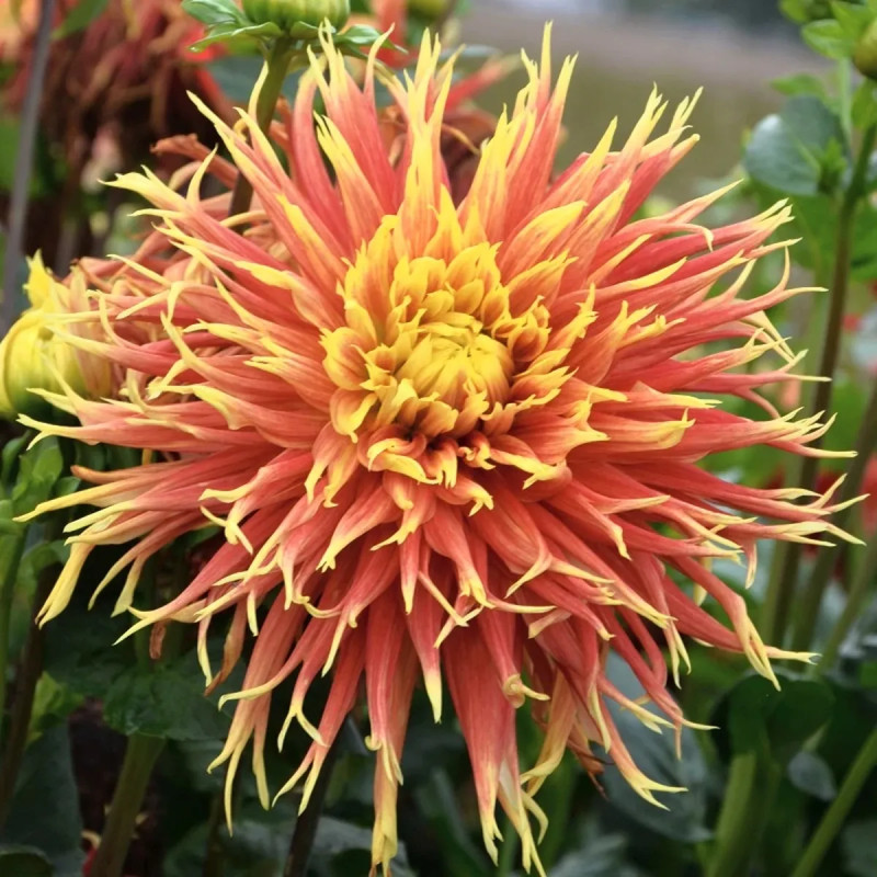 Dahlia dentelle Show 'N' Tell | Achat direct au producteur