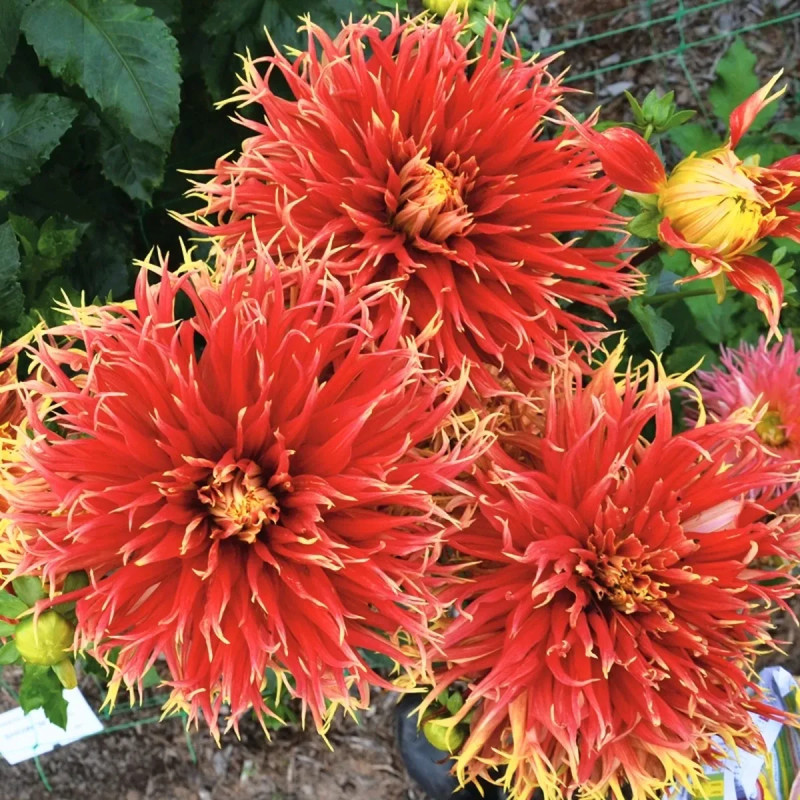 Dahlia dentelle Show 'N' Tell | Achat direct au producteur