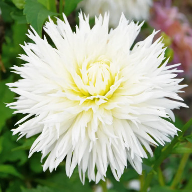 Dahlia Dentelle White Lace - Dahlia | Achat direct au producteur