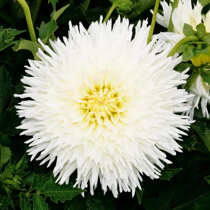 Dahlia Dentelle White Lace - Dahlia | Achat direct au producteur