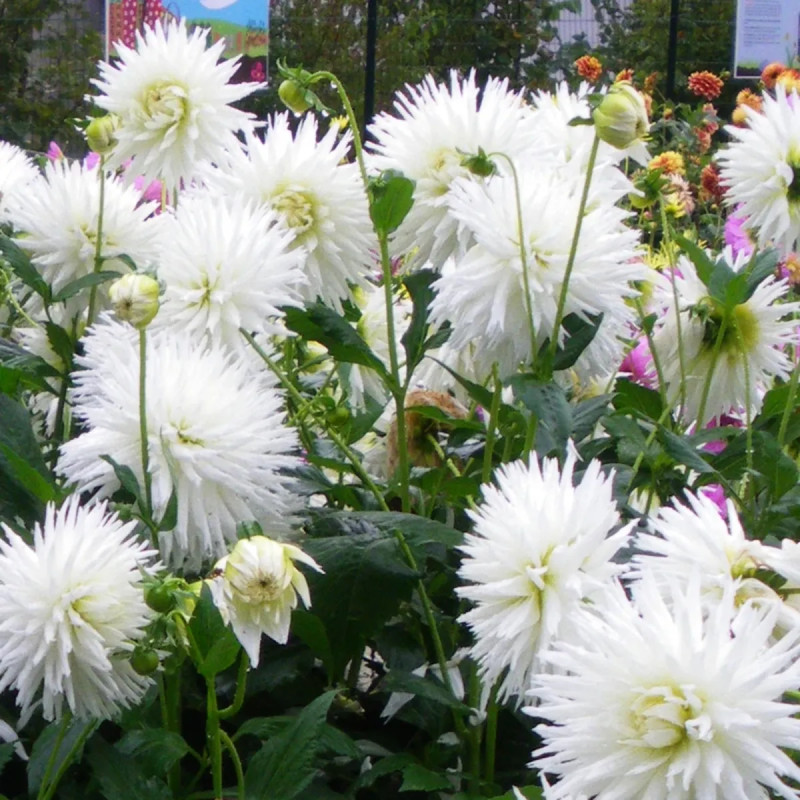Dahlia Dentelle White Lace - Dahlia | Achat direct au producteur