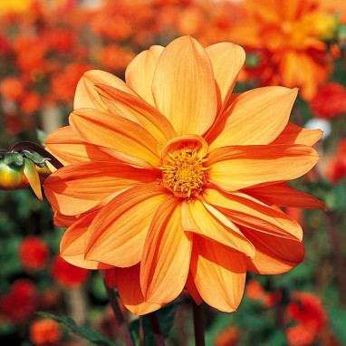 Dahlia géant Aether - Dahlia | Achat direct au producteur