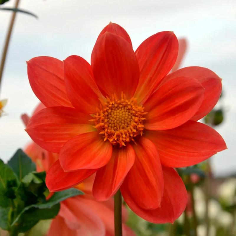 Dahlia géant Aether - Dahlia | Achat direct au producteur