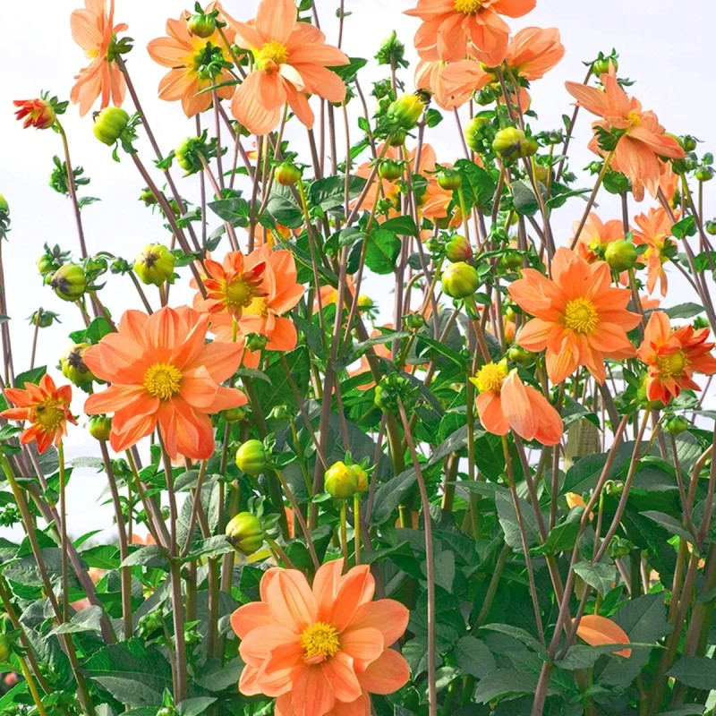 Dahlia géant Aether - Dahlia | Achat direct au producteur