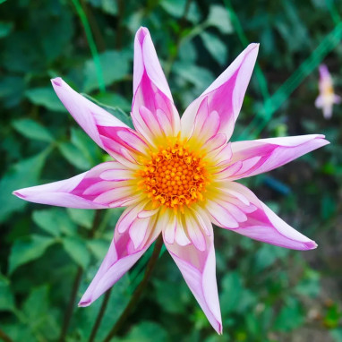 Dahlia Honka 'Fancy Pants' - Dahlia | Achat direct au producteur