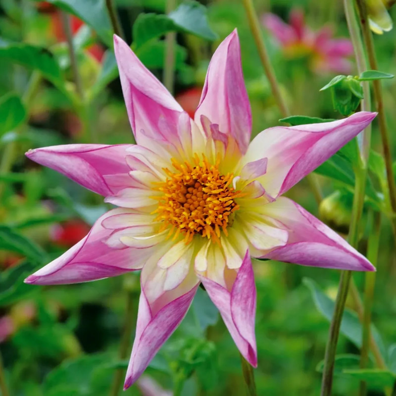 Dahlia Honka 'Fancy Pants' - Dahlia | Achat direct au producteur
