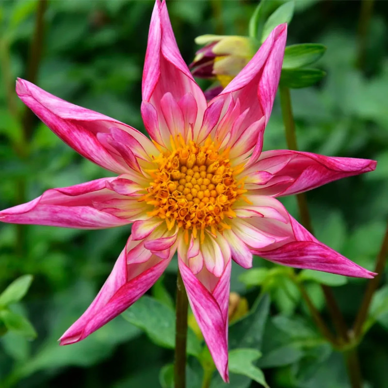 Dahlia Honka 'Fancy Pants' - Dahlia | Achat direct au producteur