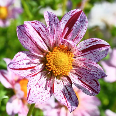 Dahlia géant 'Icare' - Dahlia | Achat direct au producteur
