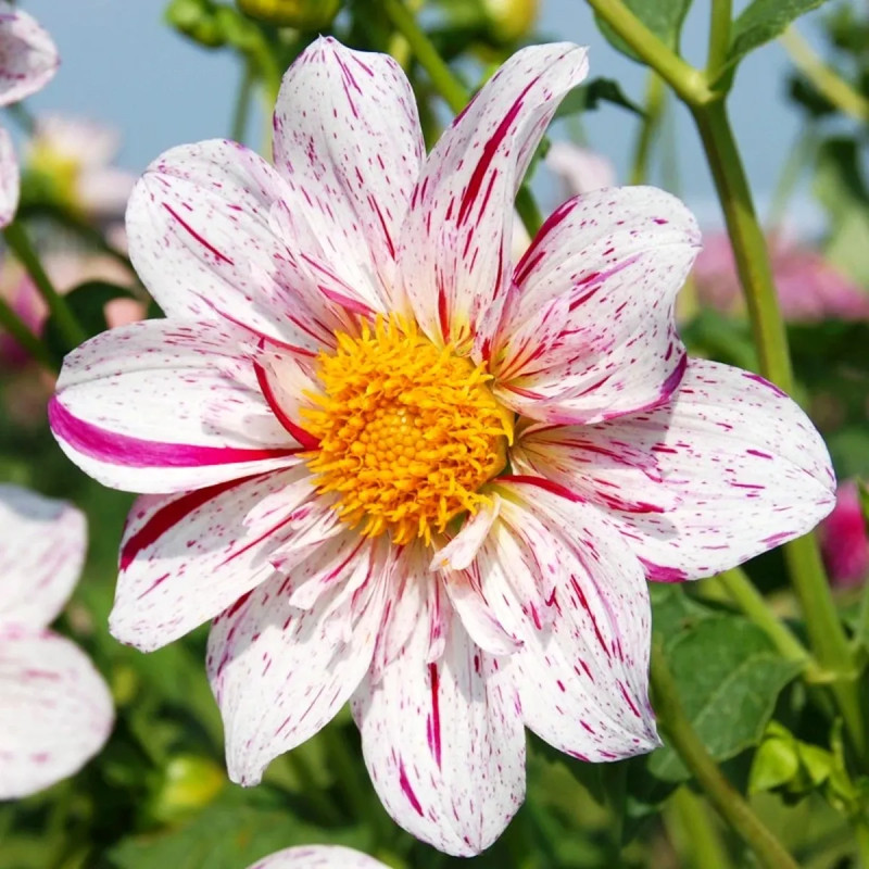 Dahlia géant 'Icare' - Dahlia | Achat direct au producteur