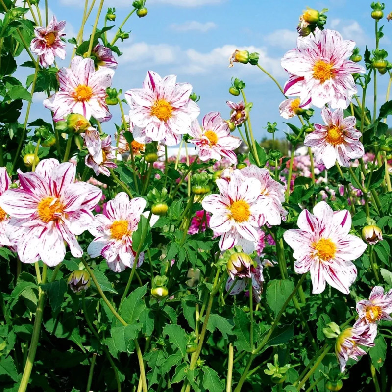 Dahlia géant 'Icare' - Dahlia | Achat direct au producteur