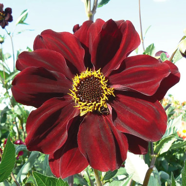 Dahlia géant Tartarus - Dahlia | Achat direct au producteur