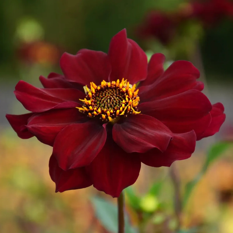Dahlia géant Tartarus - Dahlia | Achat direct au producteur
