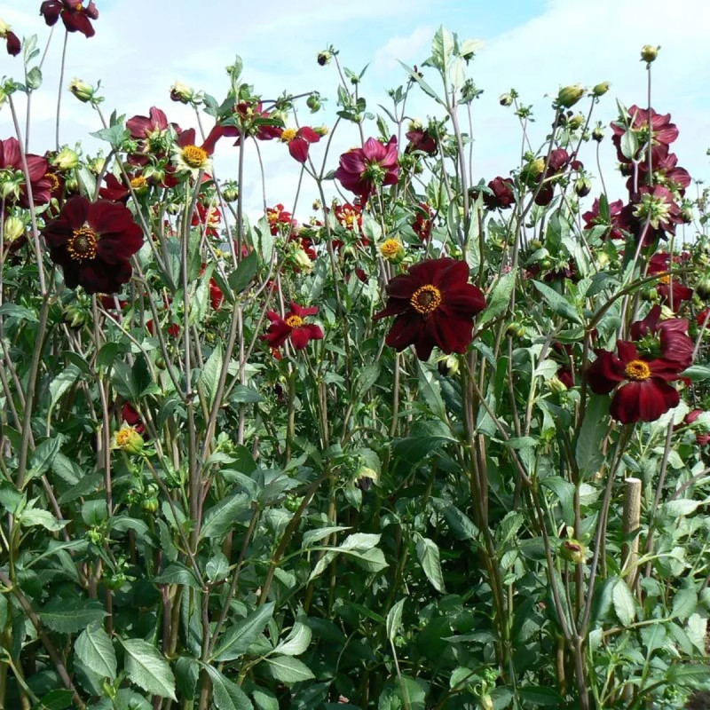 Dahlia géant Tartarus - Dahlia | Achat direct au producteur