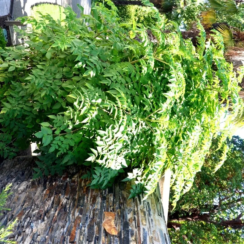 Dahlia Imperialis Blanc - Dahlia | Achat direct au producteur