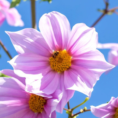 Dahlia Imperialis 'Rose' - Dahlia | Achat direct au producteur