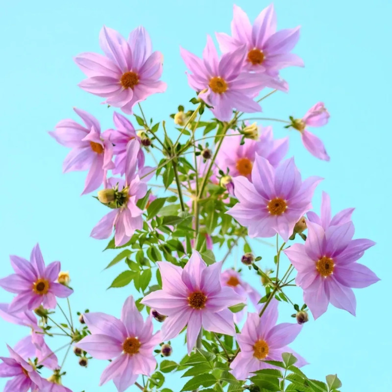 Dahlia Imperialis 'Rose' - Dahlia | Achat direct au producteur