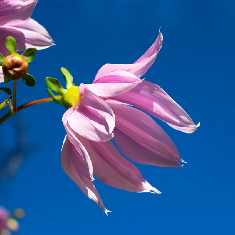 Dahlia Imperialis 'Rose' - Dahlia | Achat direct au producteur