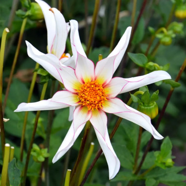 Dahlia Honka Fragile - Dahlia | Achat direct au producteur